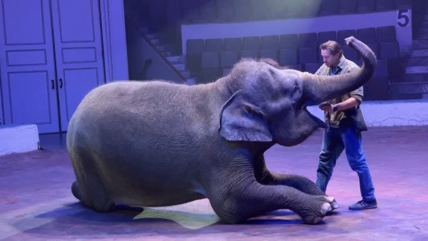 Появились кадры последствий побега слона из цирка в Самаре