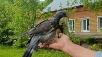 В Самарской области развернулась операция по спасению птенца вяхиря