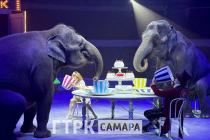 Слон из цирка сбежал и гулял по Самаре в 20-градусный мороз