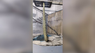 В Самарском зоопарке показали самую тяжёлую змею в мире — анаконду