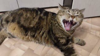 В Самаре ввели второй карантин по бешенству за неделю