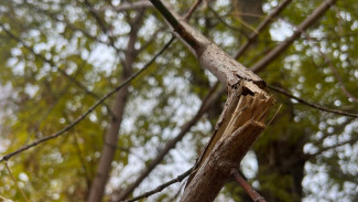 Сильный ветер будет бушевать в Самарской области 31 октября 2024