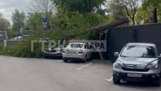 В Самаре УК и районная администрация не могут поделить дерево, раздавившее два автомобиля