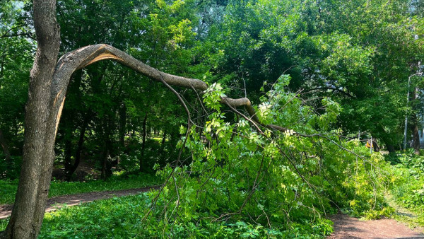 В Самаре хотят спилить аварийные деревья за 300 тыс рублей