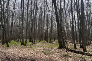 Самарский блогер рассказал, кто мог убить школьника в лесу в Студеном овраге