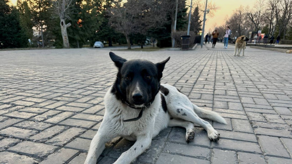 В Самаре возбуждено уголовное дело о ненадлежащем отлове бездомных собак