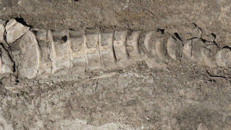 В Самарской области тракторист нашел ихтиозавра