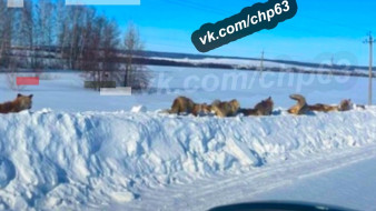 Самарская полиция начала проверку по видео с инсталляцией из мертвых лис на обочине