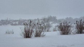 В Самарской области нашли подсолнечник с пестицидами