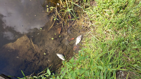 В Самарской области замор рыбы на озере Машкино мог произойти из-за превышения по фенолам