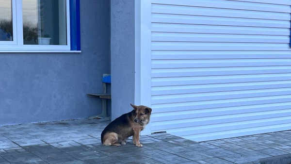 В полиции проверяют информацию о массовом отравлении собак под Самарой