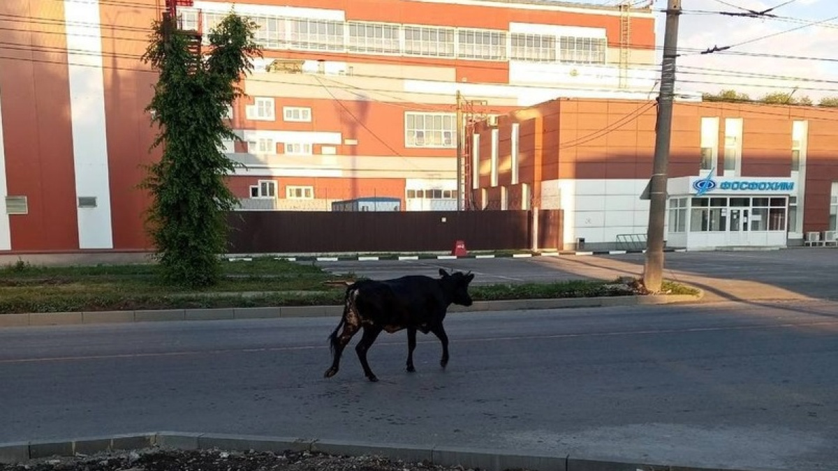 Ветклиника Гаврюша в Жигулевске. Гаврюша Жигулевск. Гаврюша фото.