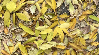 В Самаре ожидаются первые осенние заморозки: прогноз погоды на 13 и 14 сентября