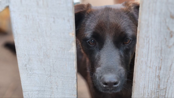 СМИ: Самарский "собачник" устроил погром на территории приюта для животных