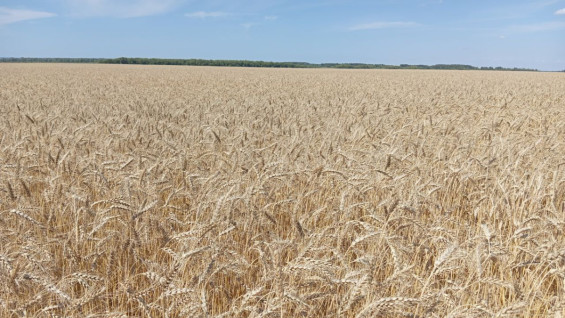 Поставки самарской продукции в Китай выросли на 14 %