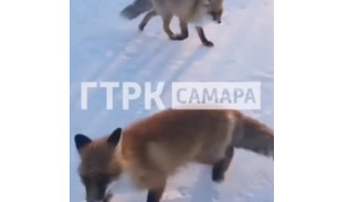 В Самарской области замечена стая ручных лисят