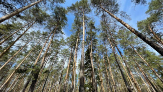 В Самарской области с 31 мая установили полный запрет на посещение лесов 