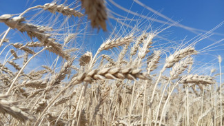 В 13 стран мира отправилось 53,2 тыс. тонн растительной продукции из Самарской области