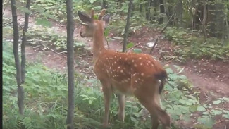 Пятнистый олень впервые угодил в фотоловушку Жигулевского заповедника
