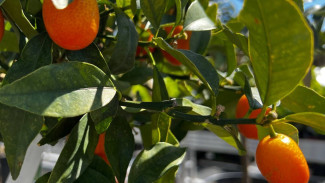 Садовый эксперт Вера Глухова рассказала, как не ошибиться с выбором плодовых деревьев 