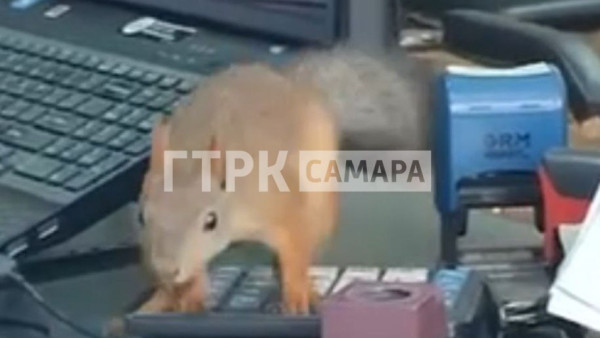 Белка атаковала бизнес-центр в Самаре