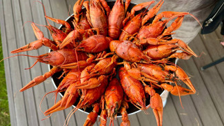 В Самаре местный житель незаконно выловил полторы тысячи раков