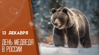 13 декабря - день медведя в России: история праздника и открытки