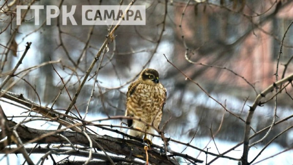 В Самару снова вторгся редкий гость из дикой природы