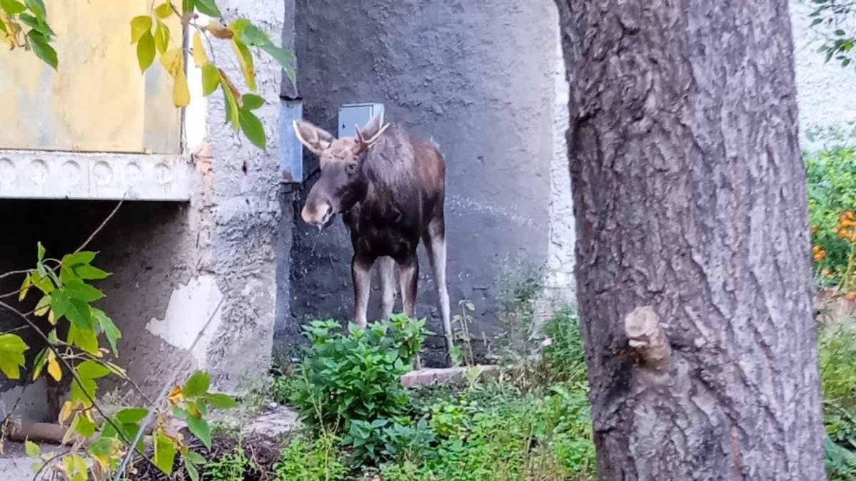 Лось войдите. Лось в Самарской области. Животные во дворе. Во дворе Лось Самара. Животный мир Самарской области лоси
