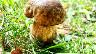 Народные приметы 11 июня: что нельзя делать в день Феодосьи Колосятницы