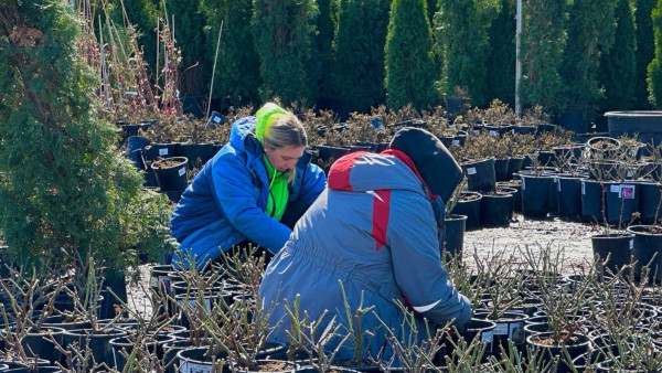 Эксперт Вера Глухова рассказала, когда пора сажать хвойные растения
