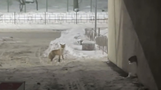 В Самаре дикая лиса вышла к жителям 5 и 6 просек: появились кадры