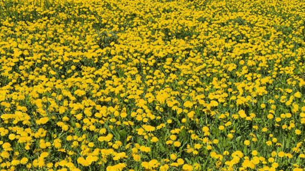 Первомай Самара встретит дождём и порывистым ветром