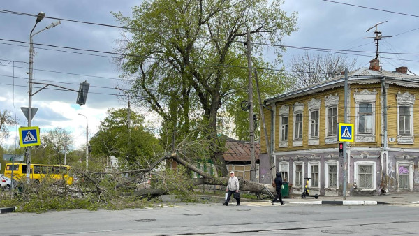 В центре Самары дерево упало на пешеходный переход и обесточило светофор