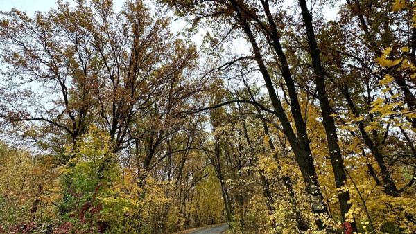 Самарские деревья в августе 2025 года атакуют опасные вредители