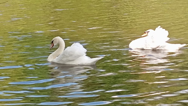 Лебеди в озере парка 50-летия Октября стали главной достопримечательностью