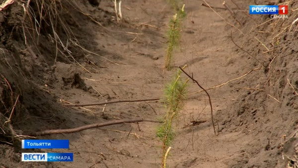 В Самарской области продолжают восстанавливать лес,  пострадавший от пожара 