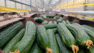 Самарцам рассказали, как сезонный овощ помогает в похудении