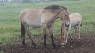 В Самарской области в сафари-парке у лошадей Пржевальского появились жеребята