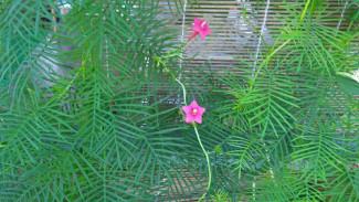 Ипомею не сажать: почему самарским дачникам грозит уголовная ответственность за цветы