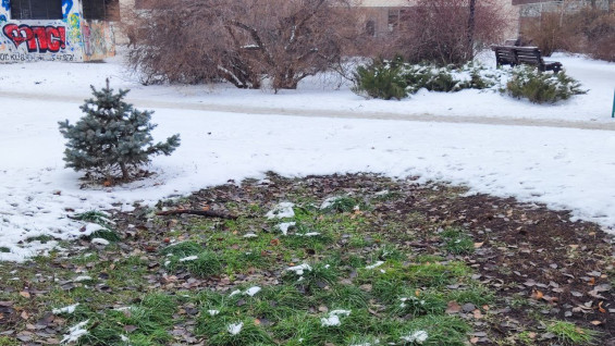 В Самаре прямо посреди декабря трава пробилась сквозь снег