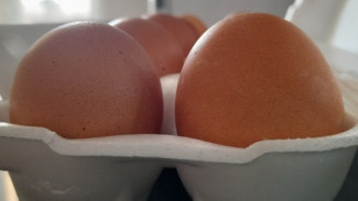 В Самару могут завезти турецкие и азербайджанские куриные яйца