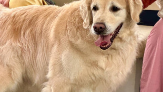 Кинологи предупредили: весной нельзя резко увеличивать прогулки с собаками