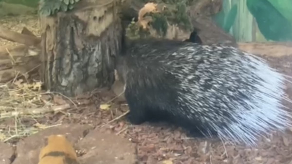 Дикобраз-альбинос из Самарской области выставлен на продажу