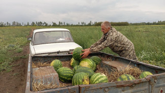Стало известно, где в Самарской области растут двадцатикилограммовые арбузы-гиганты
