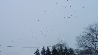 Хроника массовой атаки вражеских БПЛА на Самарскую область 11 марта