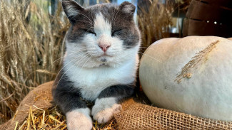 +7°C и солнце: синоптики порадовали прогнозом на выходные в Самаре