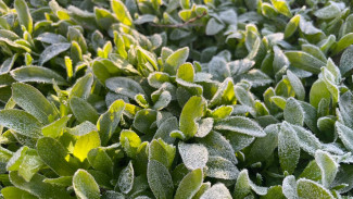 В Самарскую область идут заморозки до -2°C