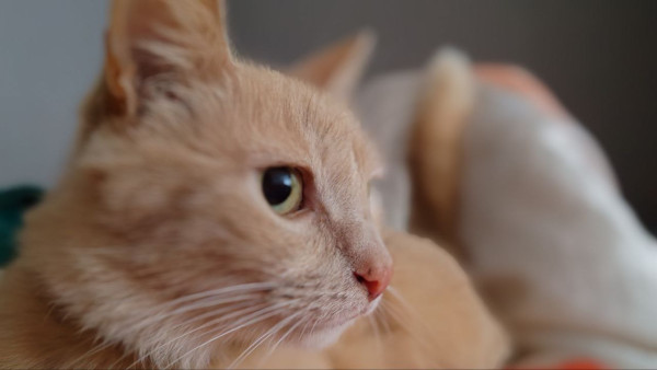 Прокуратура разъяснила как перевозить животных в отпуске