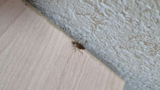 Ресторан в Тольятти оштрафовали за насекомых и нарушения хранения продуктов